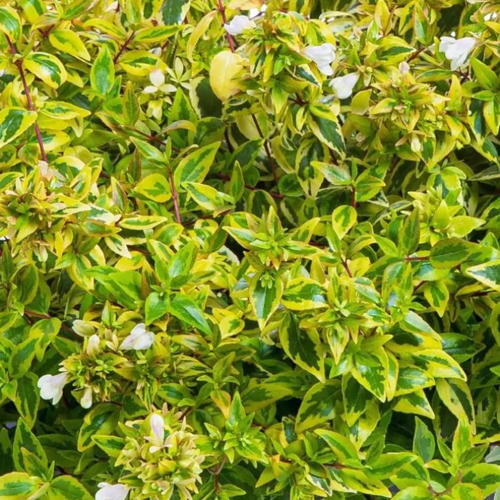 Abelia Gamme Générale. Le pot de 4 litres