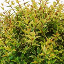 Abelia Grandiflora Happy Daydream. Le pot de 10 litres