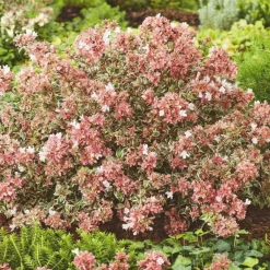 Abélia à grandes fleurs Magic Daydream. Le pot de 4 litres