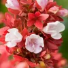 Abélia Floribunda rose 30/40. Le pot de 3 litres