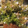 Abélia Grandiflora Happy Daydream rose. Le pot de 4 litres