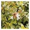 Abélia Grandiflora Kaleidoscope 50/60. Le pot de 10 litres