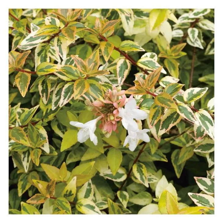 Abélia Grandiflora Kaleidoscope 50/60. Le pot de 10 litres