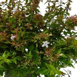Abélia Grandiflora Kaleidoscope. Le pot de 3 litres