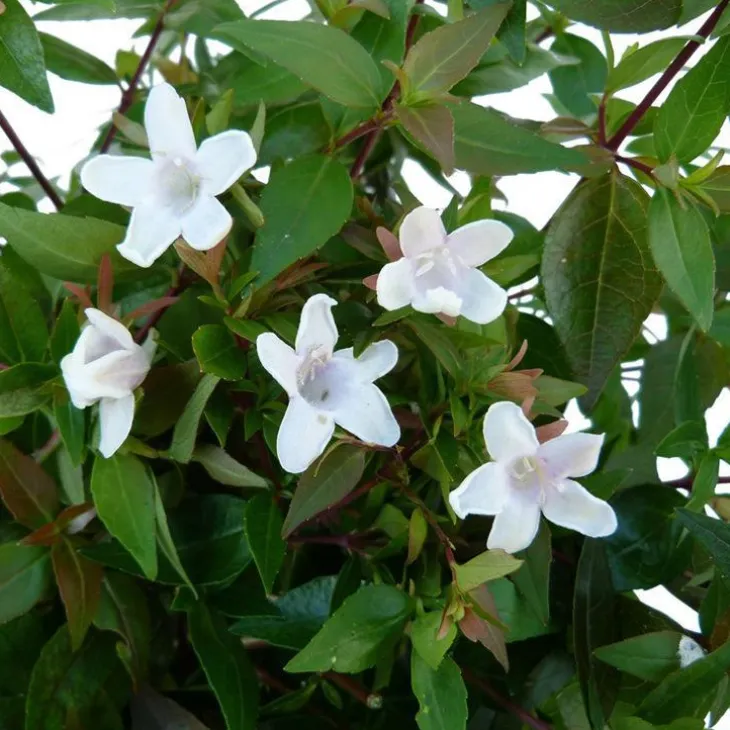 Abélia Grandiflora. Le pot de 7,5 litres