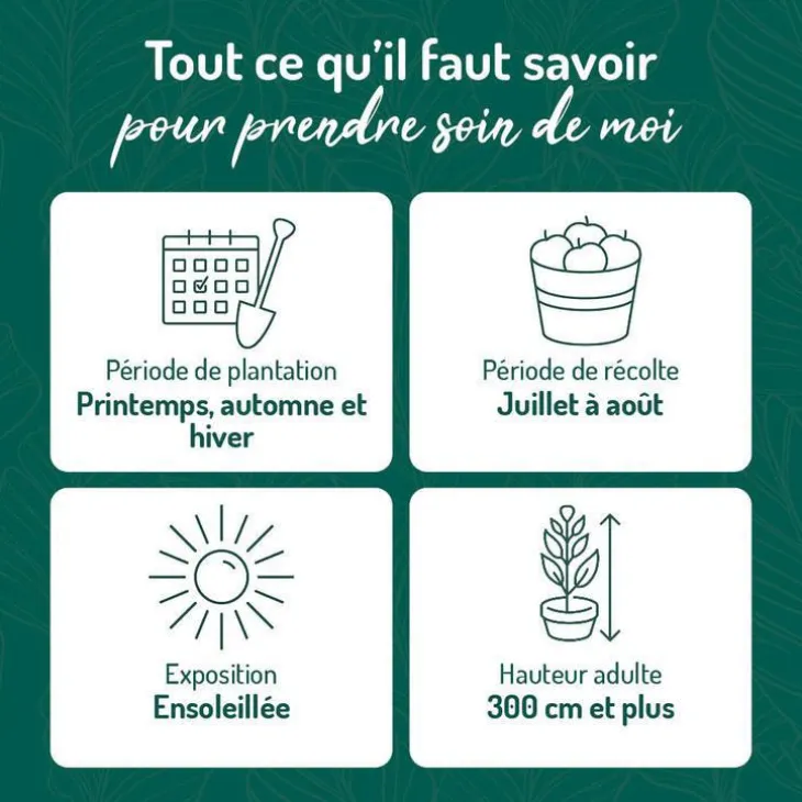 Abricotier Bergeron. Le pot de 15 litres, forme 1/2 tige