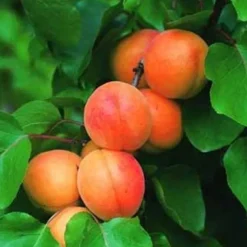 Abricotier Rouge Du Roussillon. Le pot de 7,5 litres