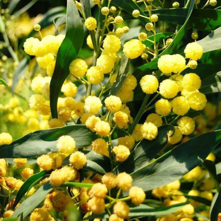 Acacia Rétinoïdes Palme d’Or® ou Mimosa Quatre Saisons pot