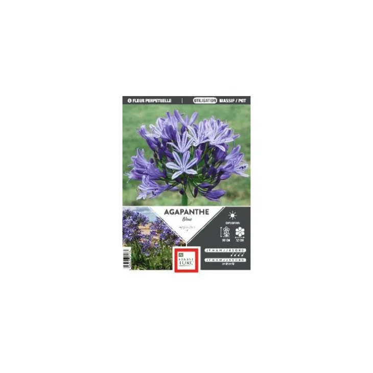 Agapanthe vrac