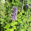 Agastache - Le pot de 4 litres