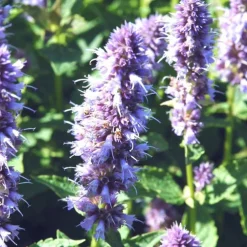 Agastache (hysope anisée) à fleurs bleues - Le pot de 2 litres