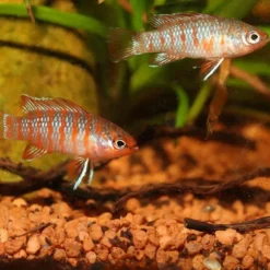 Aliment pour poissons ProNovo Cichlid Grano S, petites tailles - JBL - 52g / 100ml