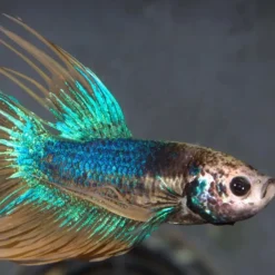 Alimentation spécialisée pour poissons Betta, sans gluten, JBL ProNovo - 6g/20ml