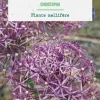 Allium christophii botanic® - 5 bulbes