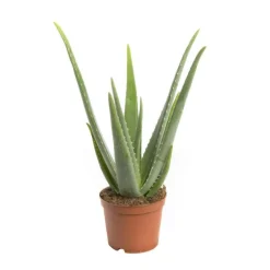 Aloe vera en pot Ø 16 cm