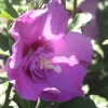 Althéa Lavender Chiffon (Hibiscus Syriacus) rose. Le pot de 7,5 litres