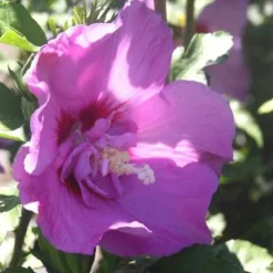 Althéa Lavender Chiffon (Hibiscus Syriacus) rose. Le pot de 7,5 litres