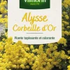 Alysse Corbeille d'Or Vilmorin - graines à semer