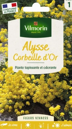 Alysse Corbeille d'Or Vilmorin - graines à semer