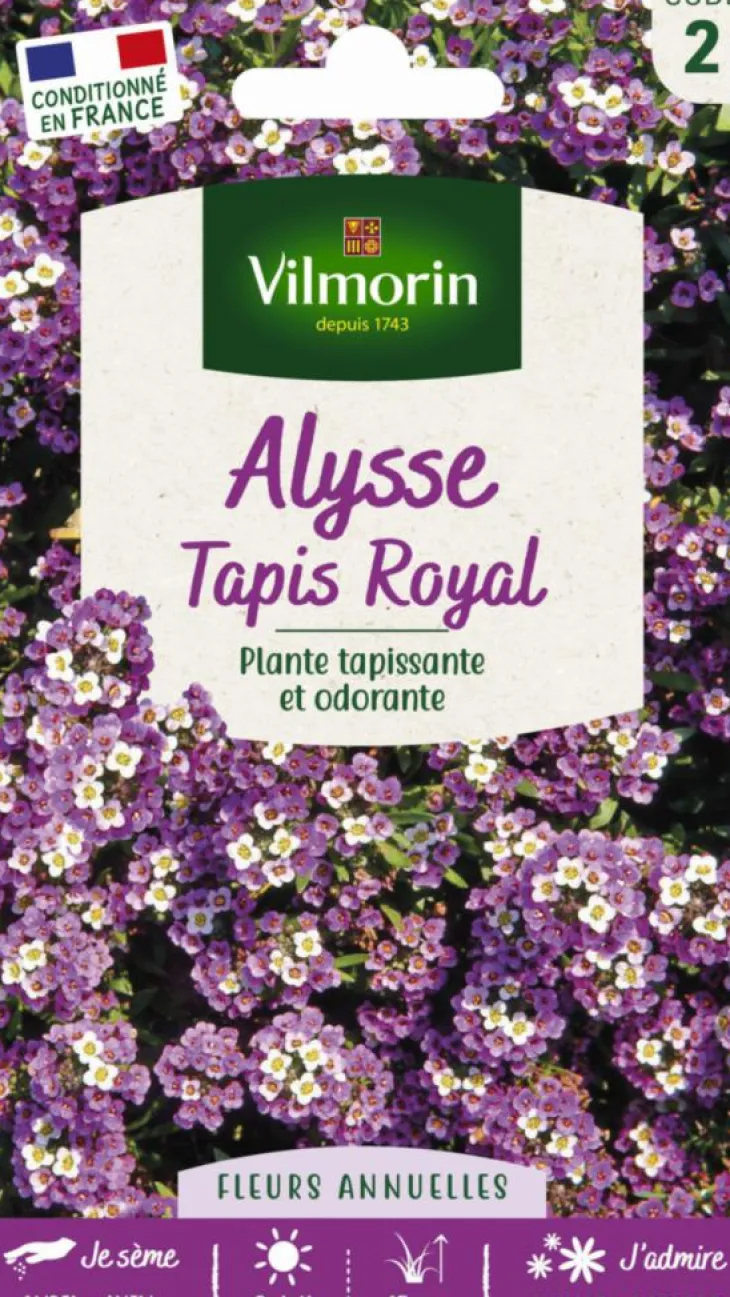 Alysse Tapis Royal Vilmorin - graines à semer