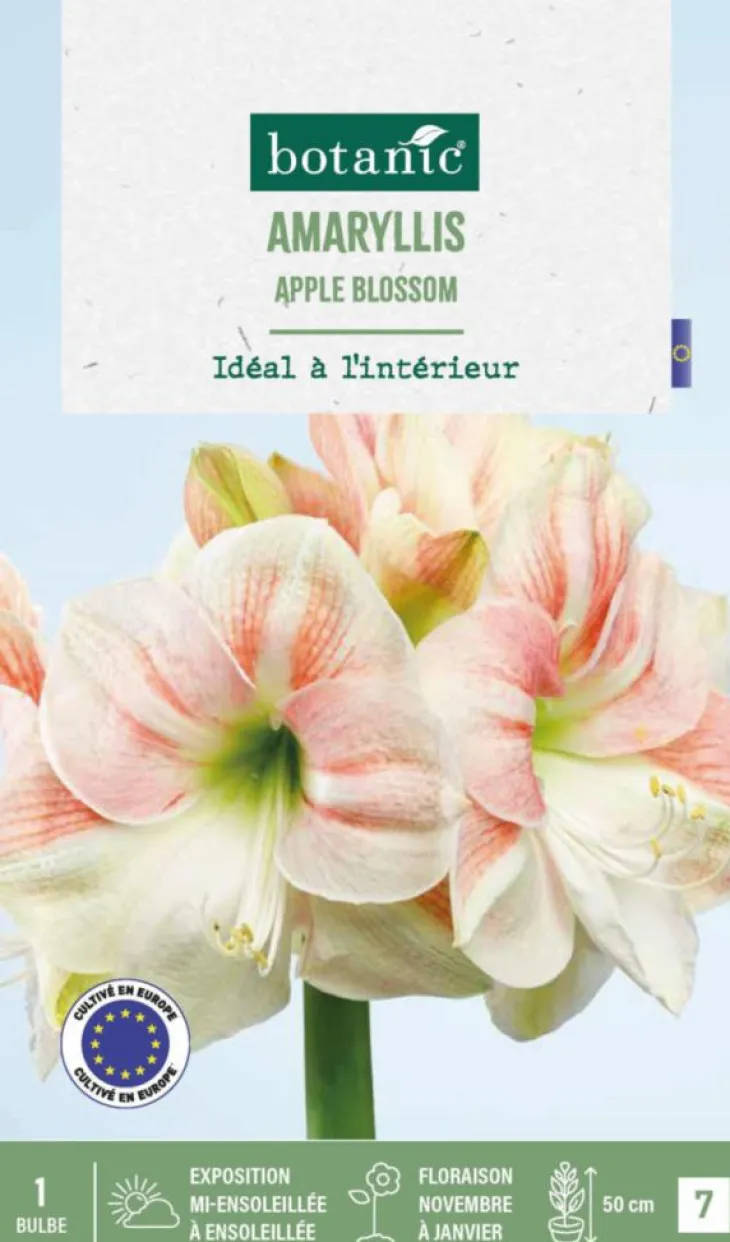 Amaryllis intérieur Apple Blossom botanic® - 1 bulbe