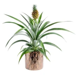 Ananas avec cache pot en céramique Ø12cm