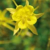 Ancolie jaune - Le pot de 9 x 9 cm