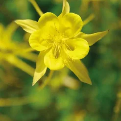 Ancolie jaune - Le pot de 9 x 9 cm