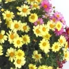 Anthémis à fleurs multicolores. Le pot de 5 litres