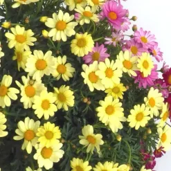 Anthémis à fleurs multicolores. Le pot de 5 litres