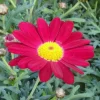 Anthémis rouge (Fausse Camomille ou Camomille des teinturiers) à fleurs rouges - Le pot de 9 x 9 cm