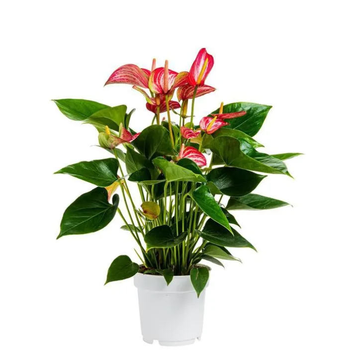 Anthurium andreanum livium rouge en pot Ø 14 cm