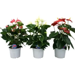 Anthurium Champion