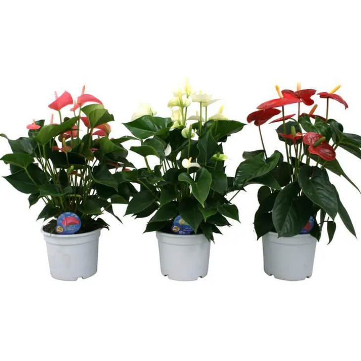 Anthurium Champion
