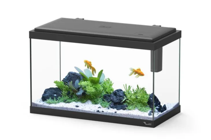 Aquarium d'eau froide et d'eau douce coloris noir Aquatlantis Explorer Vienna 34 L - 35 x 50 x 25 cm