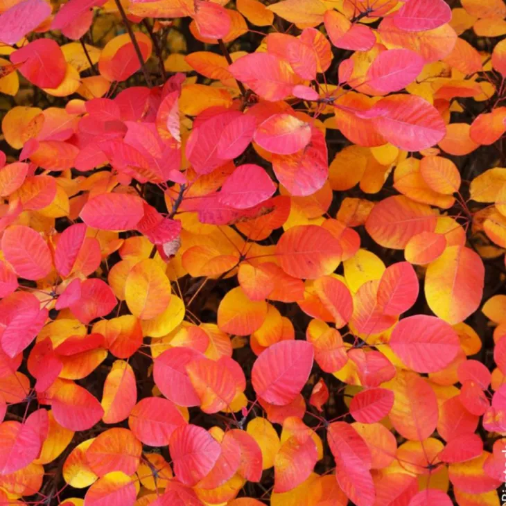 Arbre à perruques FLAMISSIMO® ‘Mincofla20’ vert. Le pot de 3L
