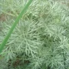 Artemisia Powis Castle - Le pot de 2 litres