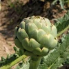 Artichaut Vert Lancelot Bio. Le pot de 1 litre