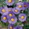 Aster Haut Aut - Bleu - Le pot de 9 x 9 cm