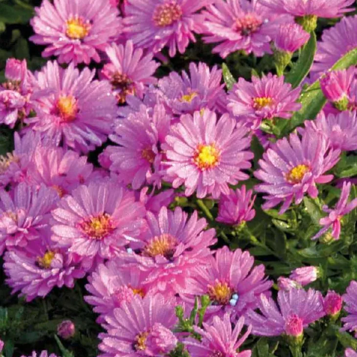 Aster Haut Aut - Rose - Le pot de 9 x 9 cm