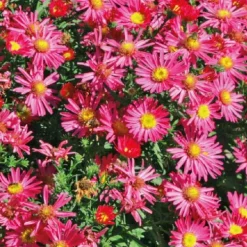 Aster Haut Aut - rouge - Le pot de 9 x 9 cm