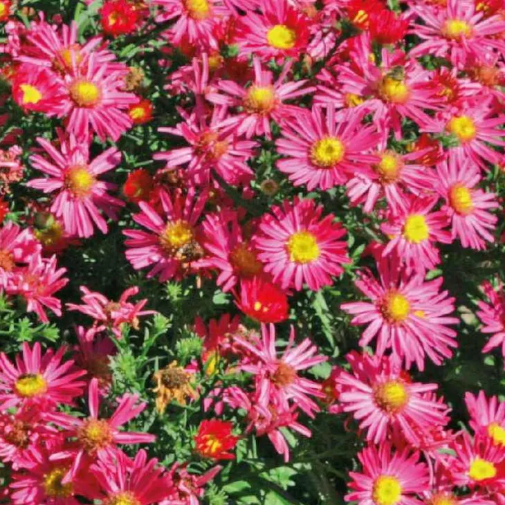 Aster Haut Aut - rouge - Le pot de 9 x 9 cm