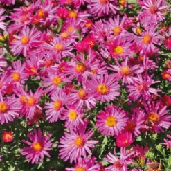 Aster Nain Aut - rouge - Le pot de 9 x 9 cm