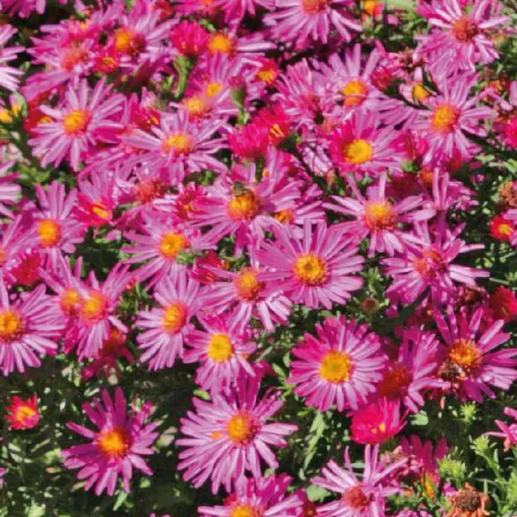 Aster Nain Aut - rouge - Le pot de 9 x 9 cm