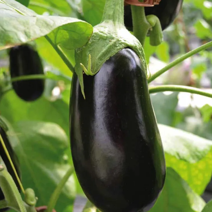 Aubergine Demi Longue Flavine Bio. La barquette de 3 plants