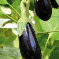 Aubergine Longue Baluroi F1 Bio. La barquette de 3 plants