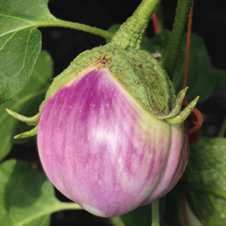 Aubergine Rosa Bianca Bio. Le pot de 9x9 cm