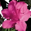 Azalée (Azalea) Encore rose. Le pot de 4 litres