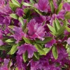 Azalea japonica purple splendour violette en pot de 5 L