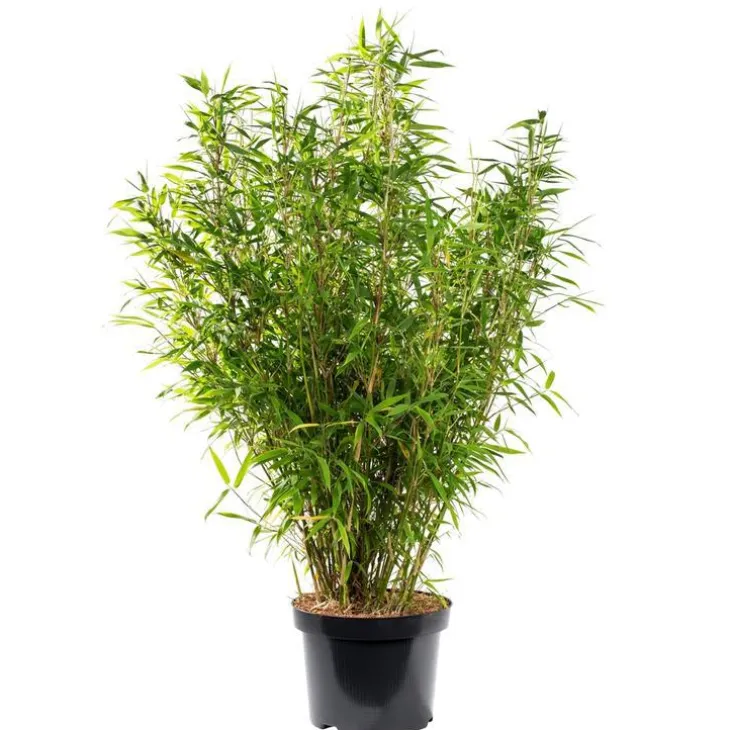 Bambou Fargesia Angustissima. Le pot de 24 litres
